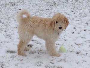 Snowy Pup