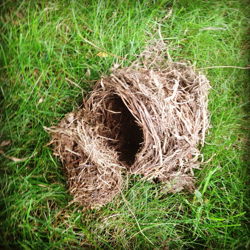 I also stopped to take a picture of this sweet bird's nest!