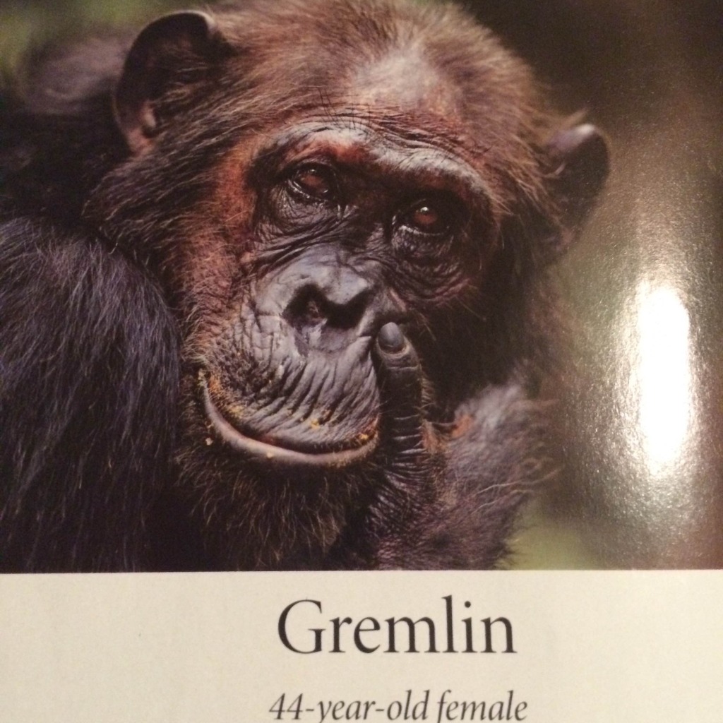 This is the chimp that stole some babies. Not a terrible idea... except a really terrible idea.